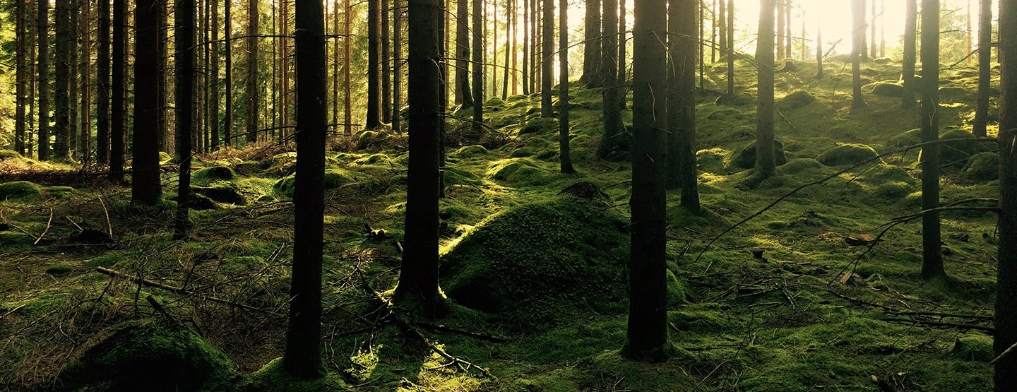 Šumska kupka: 5 razloga zbog čega priroda na nas ima takav uticaj