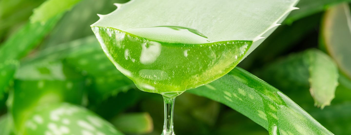 Gel od aloe vere: svestrano djelovanje