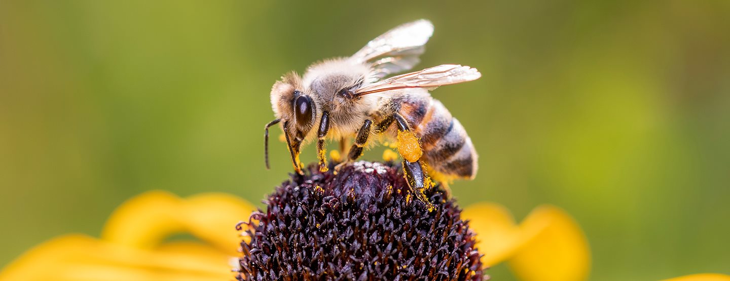 Uz ovih 7 savjeta pomozite pčelama i drugim kukcima 