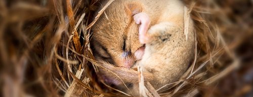 Kako pomoći životinjama tokom zimskog sna i zimskog mirovanja u vrtu