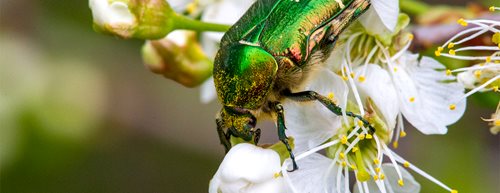 Zašto su insekti prava čudesna bića na šest nogu