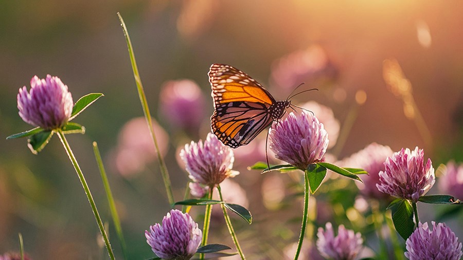 active beauty - časopis za zdravlje i ljepotu